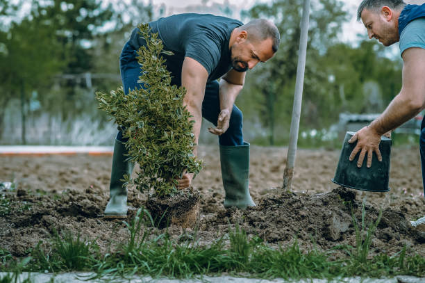 Reliable Fairmont, MN Tree Services Solutions